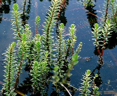 Myriophyllum heterophyllum