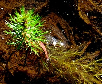 Myriophyllum pinnatum