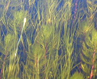 Myriophyllum quitense