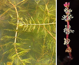 Myriophyllum spicatum