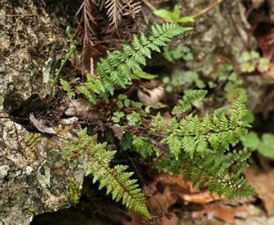 Myriopteris alabamensis