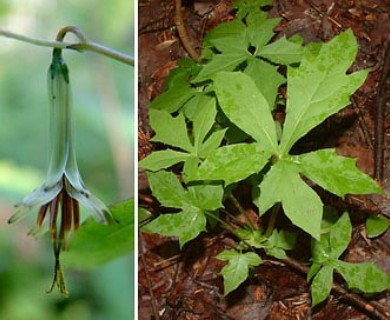 Nabalus trifoliolatus