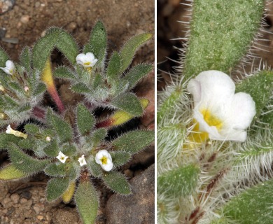 Nama californica