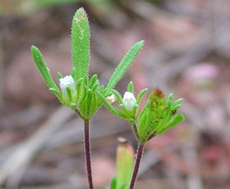 Nama dichotoma