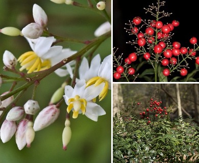 Nandina domestica