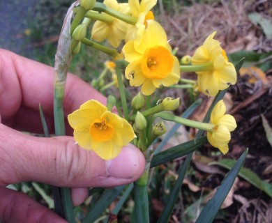 Narcissus jonquilla