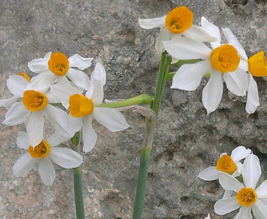 Narcissus tazetta