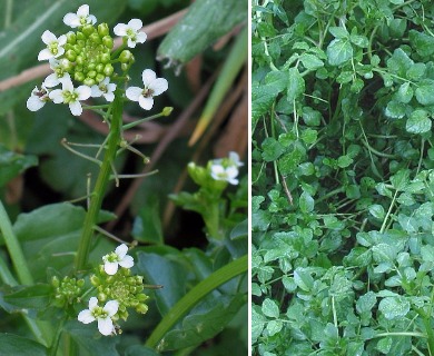 Nasturtium microphyllum