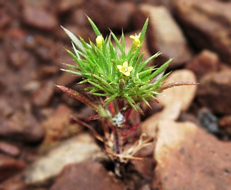 Navarretia breweri