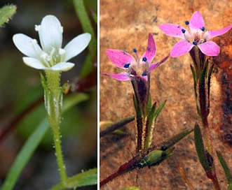 Navarretia capillaris