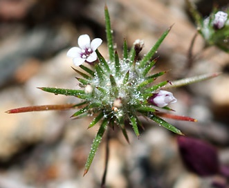 Navarretia divaricata