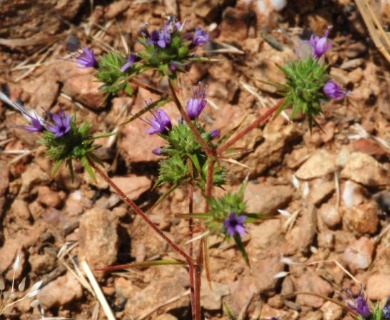 Navarretia filicaulis