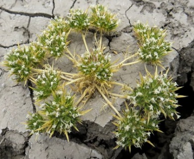 Navarretia fossalis