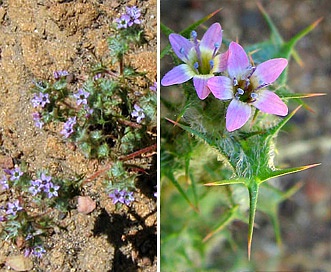 Navarretia hamata