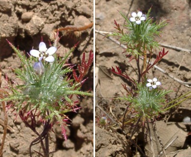 Navarretia heterandra