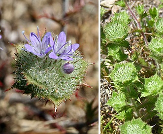 Navarretia heterodoxa