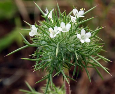 Navarretia intertexta