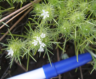 Navarretia leucocephala