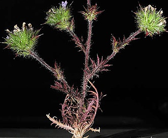 Navarretia mellita