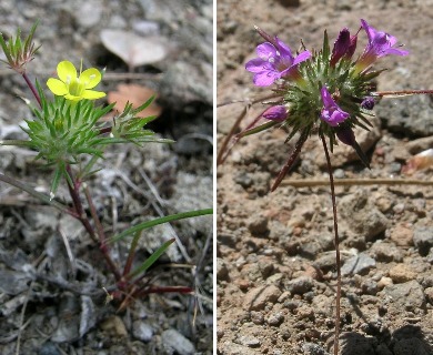 Navarretia prolifera