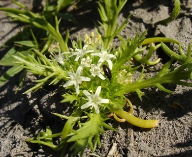 Navarretia prostrata