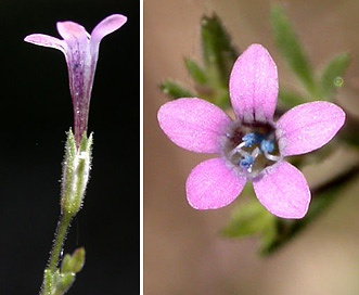 Navarretia sinistra