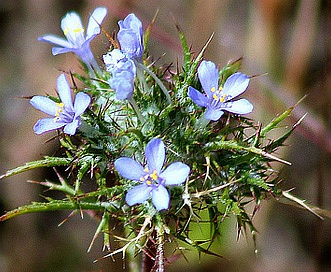 Navarretia tagetina