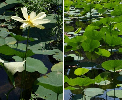 Nelumbo lutea