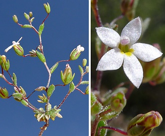 Nemacladus longiflorus