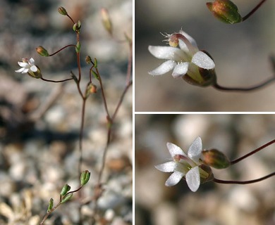 Nemacladus secundiflorus