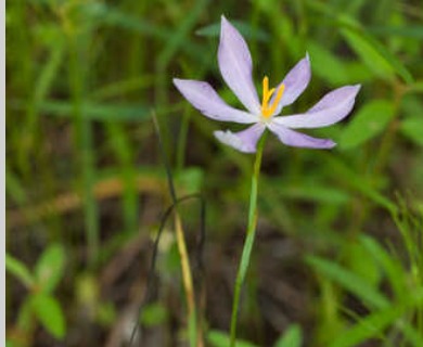 Nemastylis nuttallii