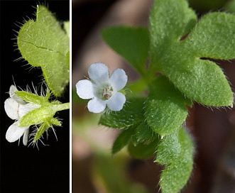 Nemophila aphylla