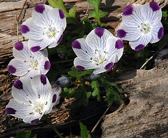 Nemophila maculata