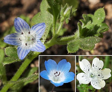 Nemophila menziesii