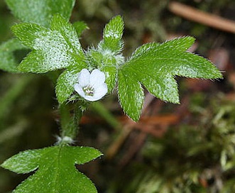 Nemophila parviflora