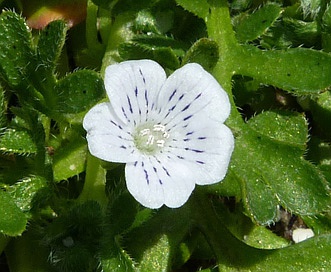 Nemophila pedunculata