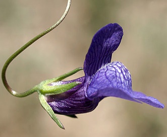 Neogaerrhinum strictum