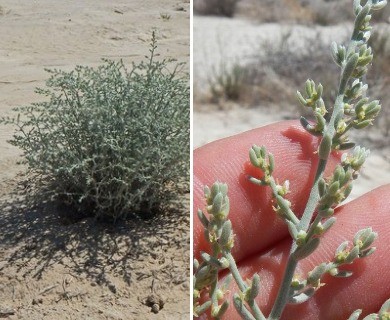 Neokochia californica