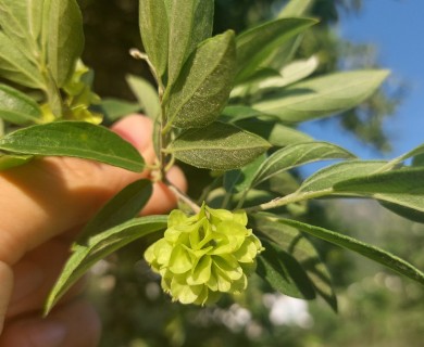 Neopringlea integrifolia