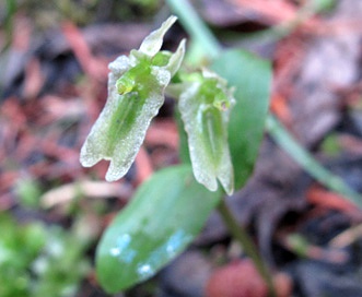 Neottia borealis