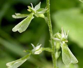 Neottia convallarioides