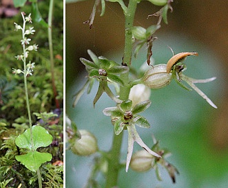 Neottia cordata