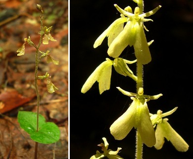 Neottia smallii