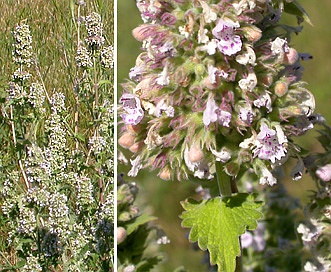 Nepeta cataria