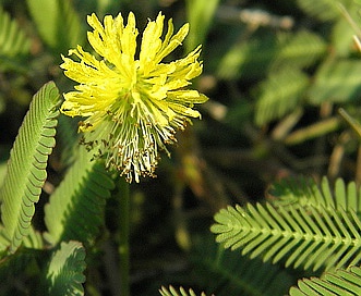 Neptunia pubescens