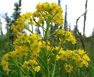 Neslia paniculata