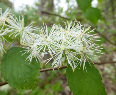 Neviusia alabamensis