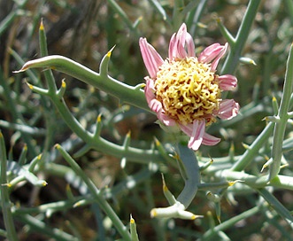 Nicolletia occidentalis