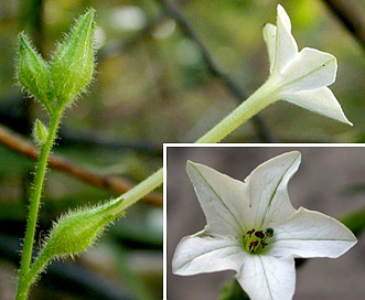 Nicotiana quadrivalvis