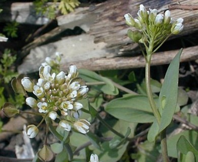 Noccaea perfoliata